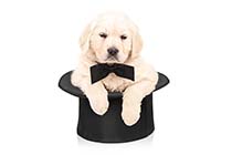 bcgd Dog Top Hat 210